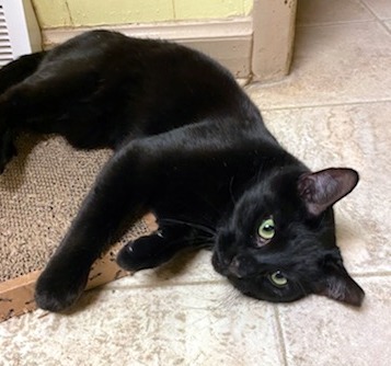 Tazman, a Adoptable American Shorthair in Lakewood, OH image 4/5