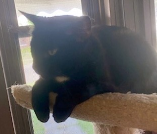 Tazman, a Adoptable American Shorthair in Lakewood, OH image 5/5