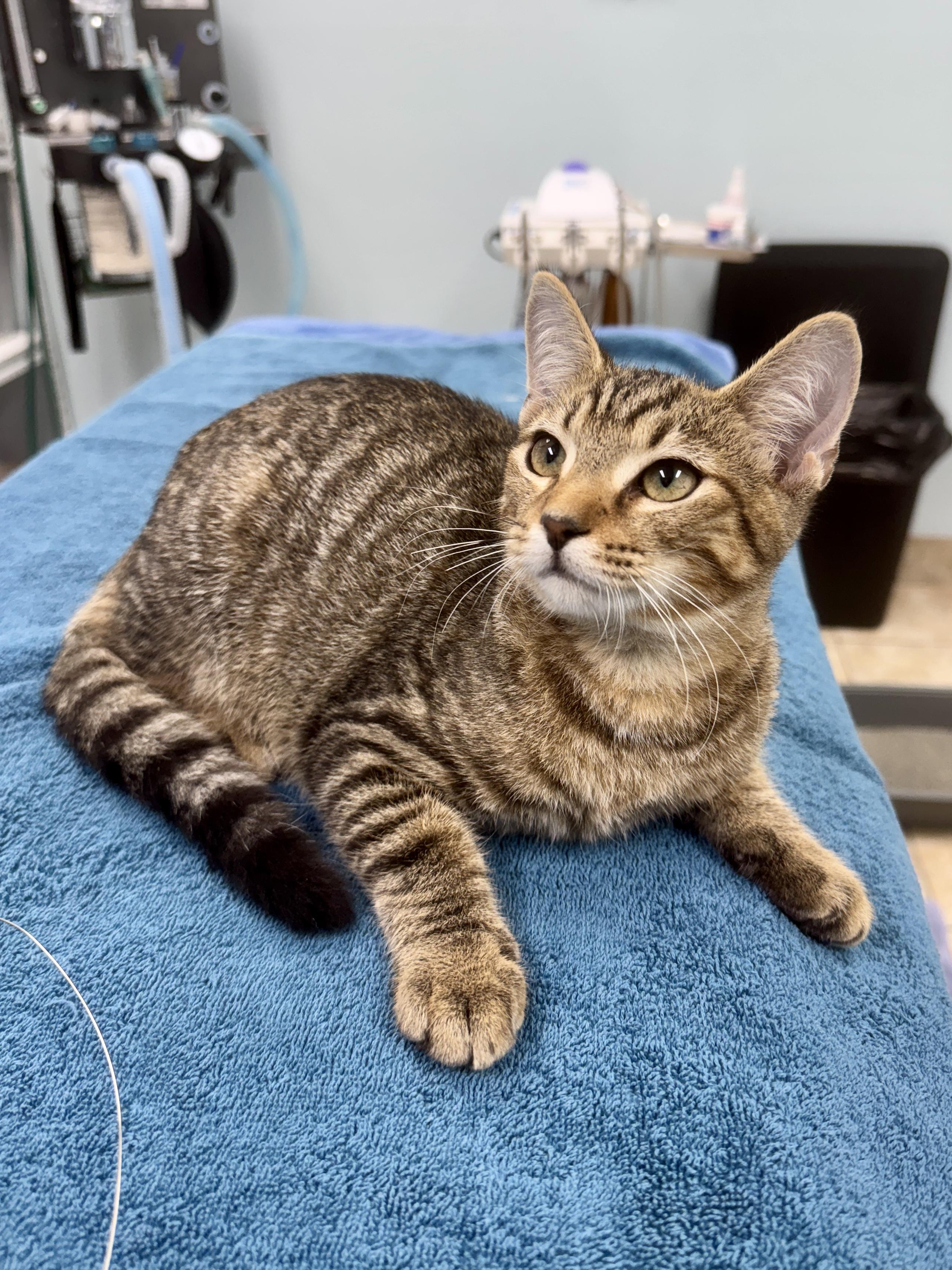 Enlarge Gerald, a Adoptable Tabby in Gainesville, FL image 1/4