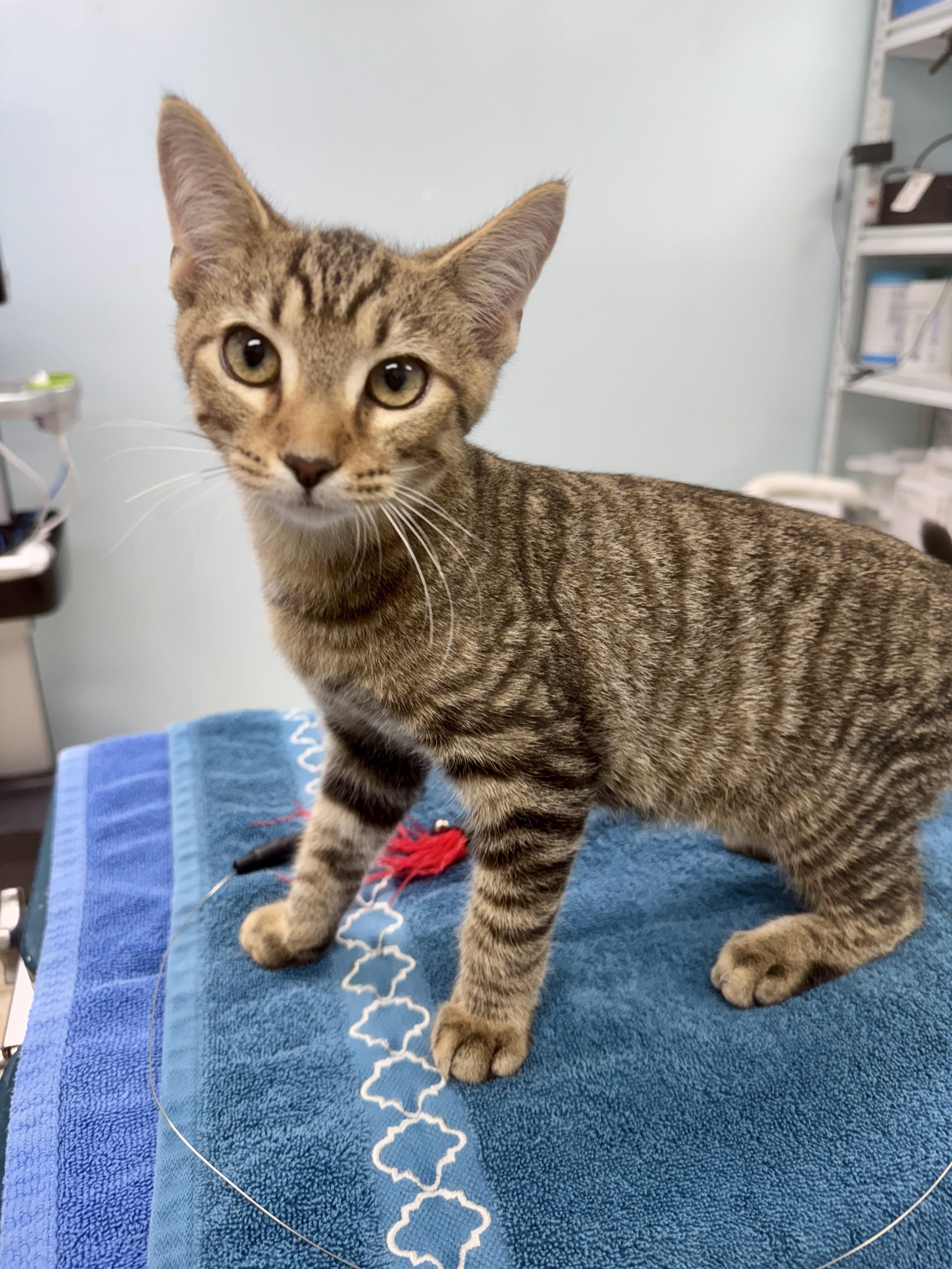 Enlarge Gerald, a Adoptable Tabby in Gainesville, FL image 2/4