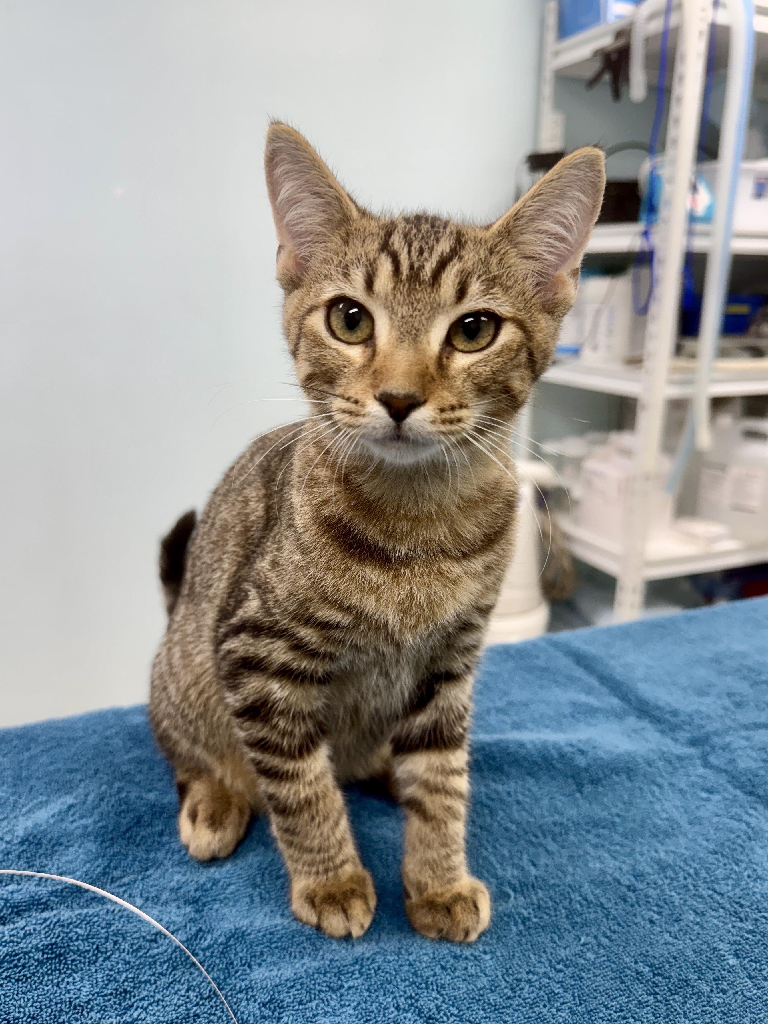 Enlarge Gerald, a Adoptable Tabby in Gainesville, FL image 3/4