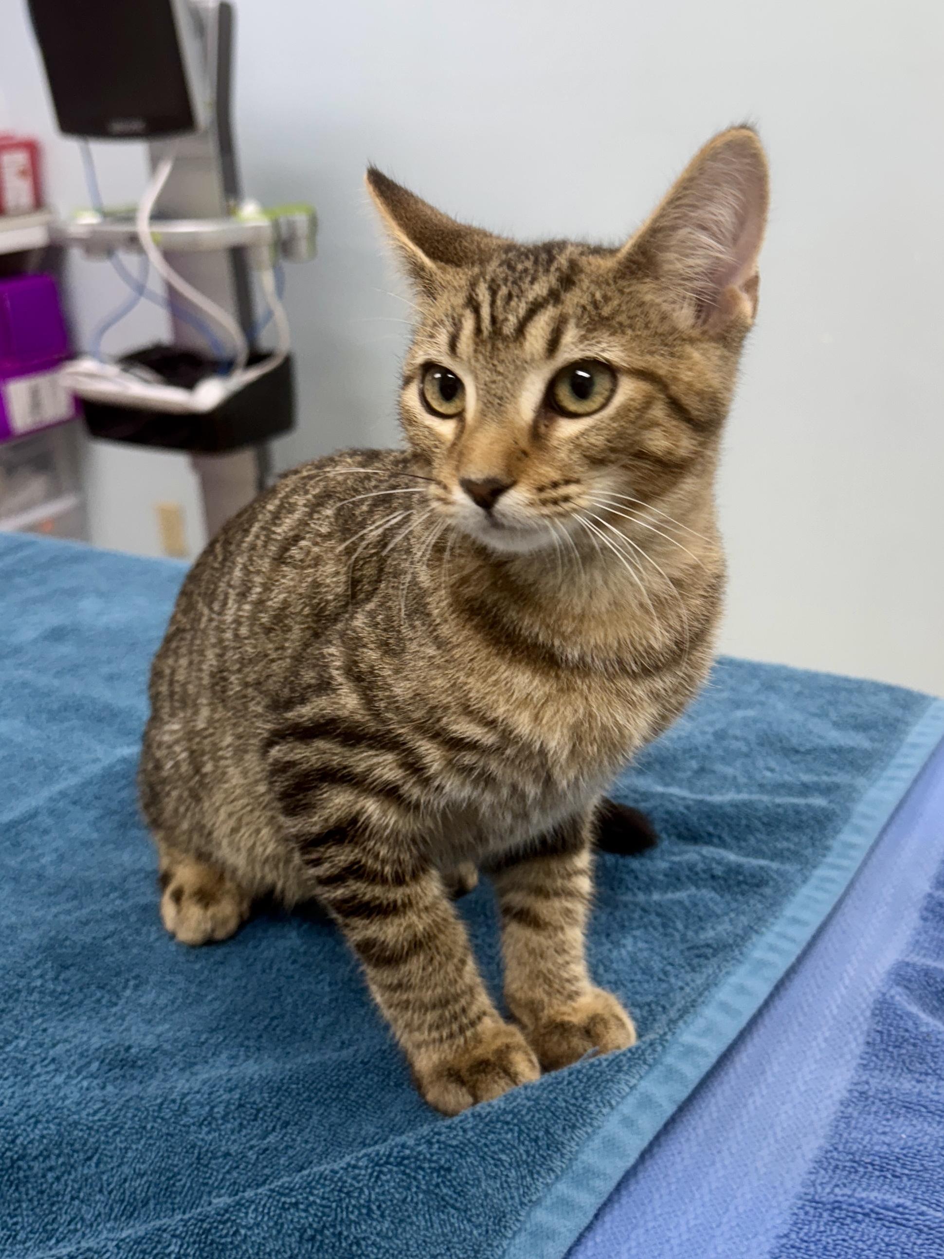 Enlarge Gerald, a Adoptable Tabby in Gainesville, FL image 4/4