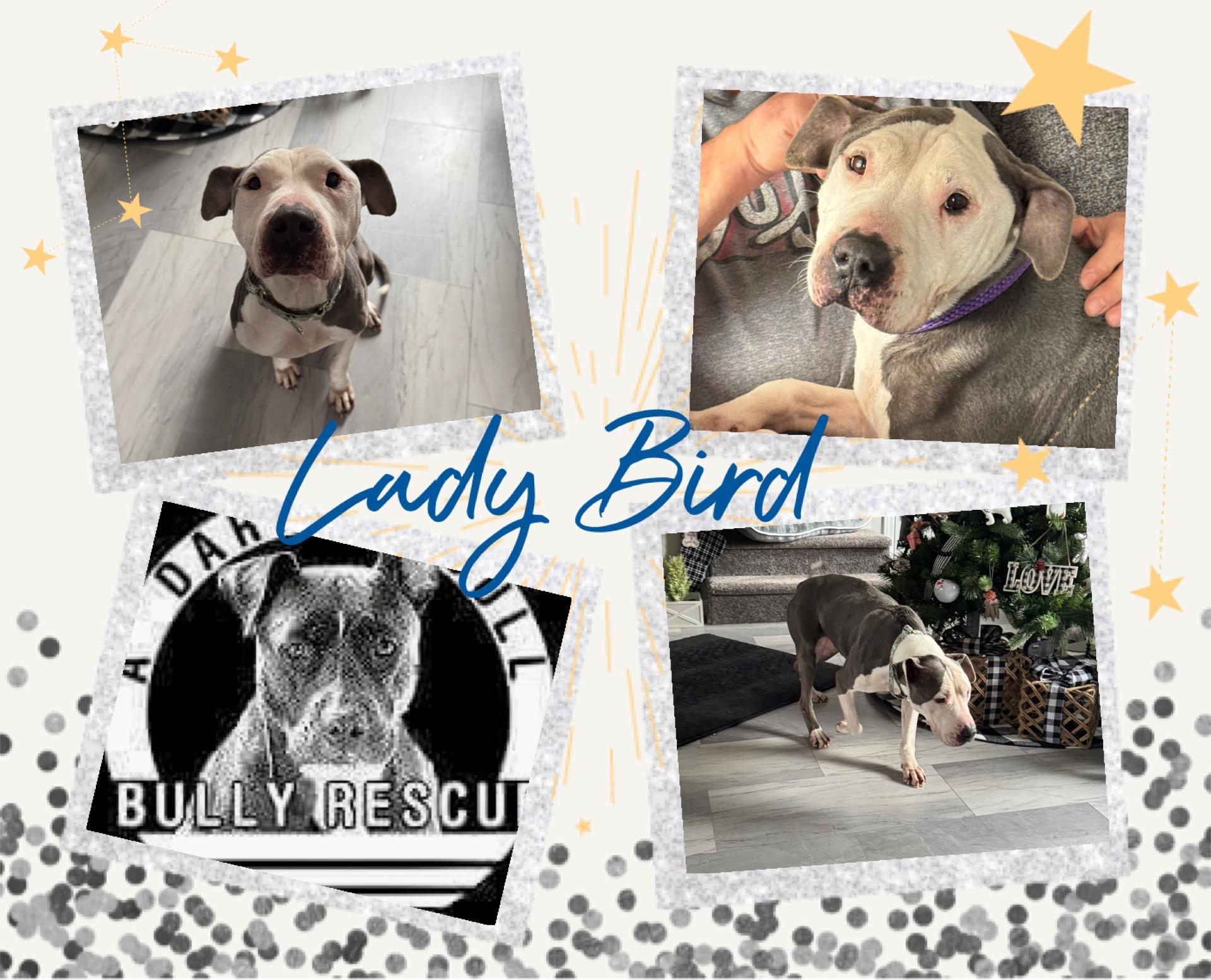 Enlarge Lady Bird, a Adoptable Pit Bull Terrier in Roaring Spring, PA image 1/1