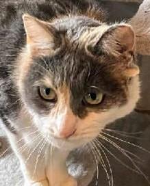 Jenny, Adult Female Dilute Calico