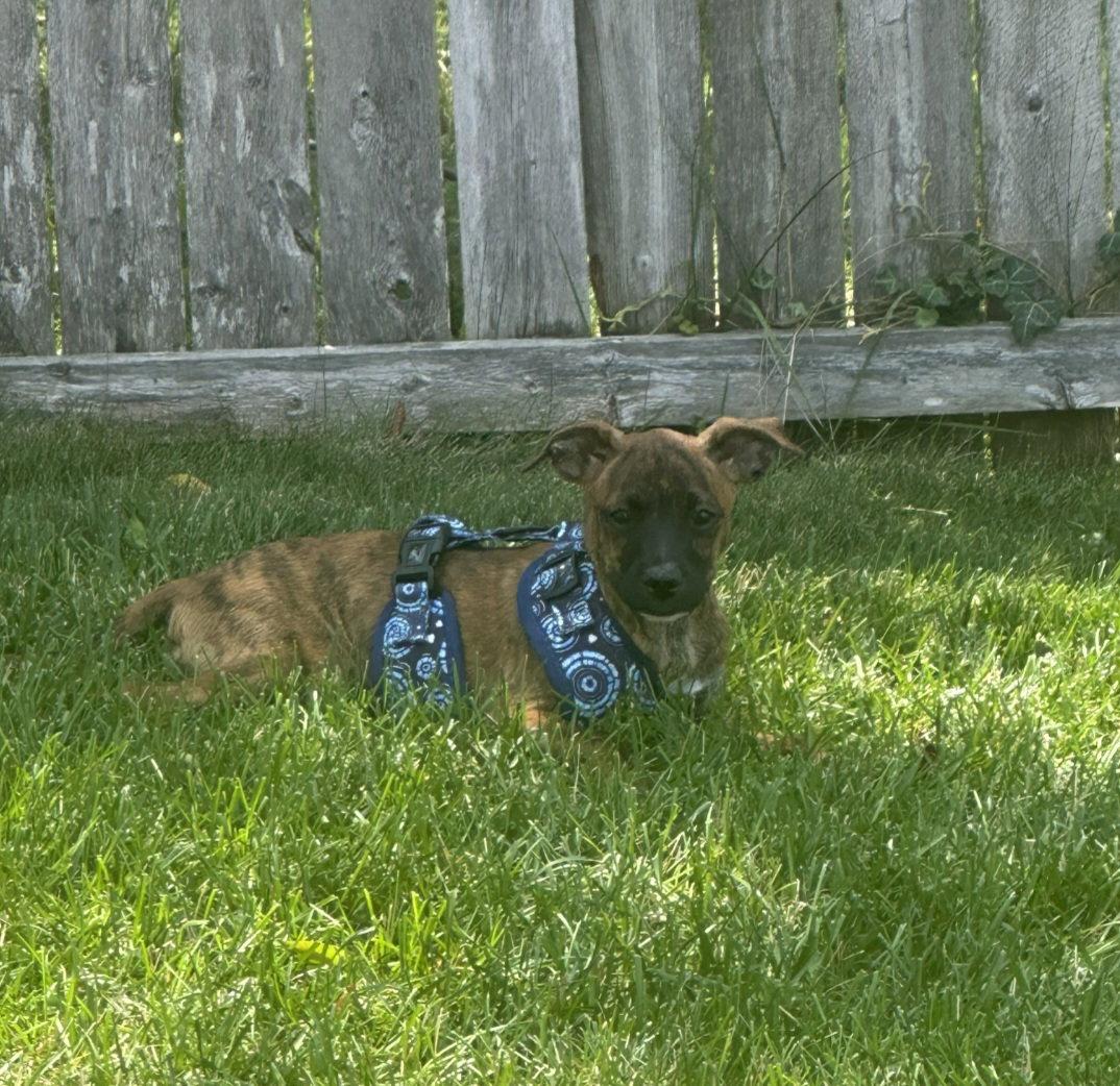Brandi, Adopted, Puppy Female Mixed Breed.
