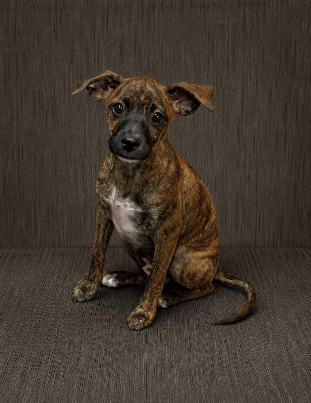 Enlarge Brandi, a Adopted Mixed Breed in Morganville, NJ image 2/3