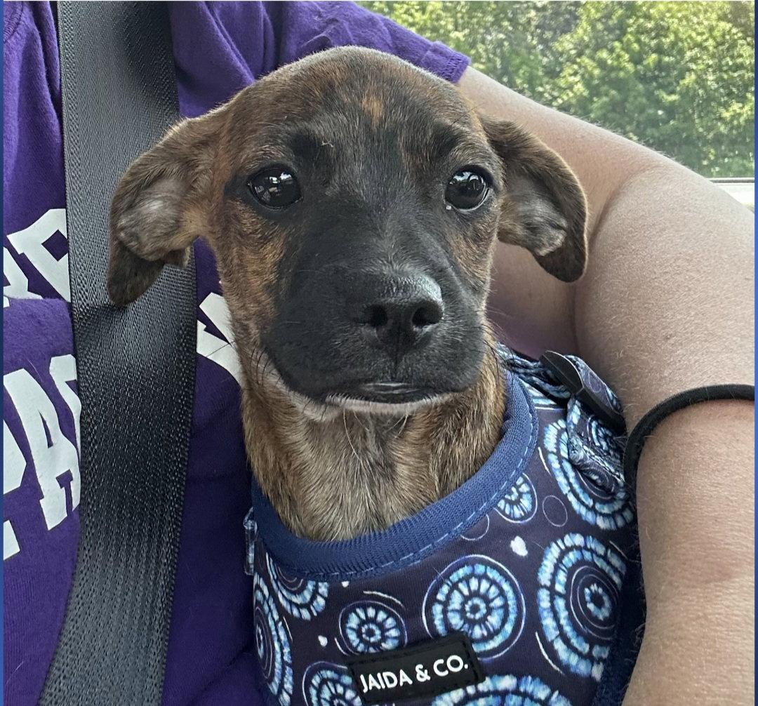 Enlarge Brandi, a Adopted Mixed Breed in Morganville, NJ image 3/3