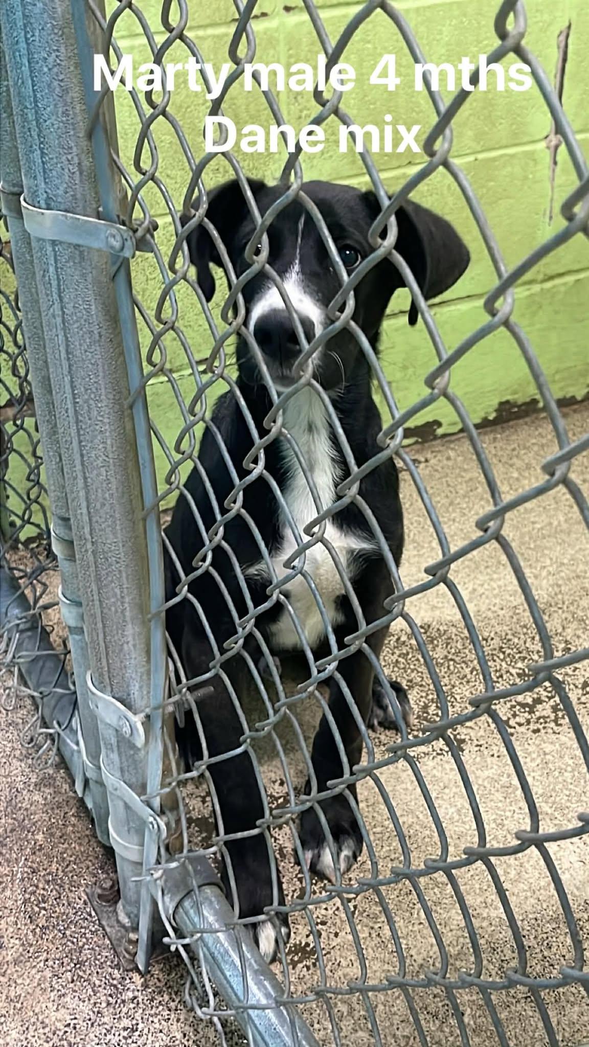 Marty, ADOPTABLE, Puppy Male Great Dane.