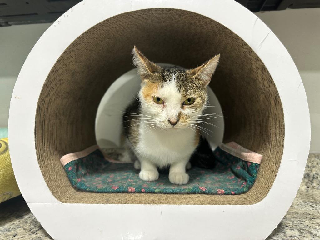 Gum Drop thumbnail 2