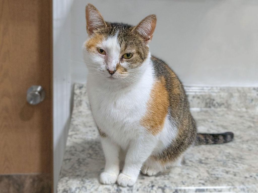 Gum Drop, Adoptable, Young Female Domestic Short Hair & Dilute Calico.