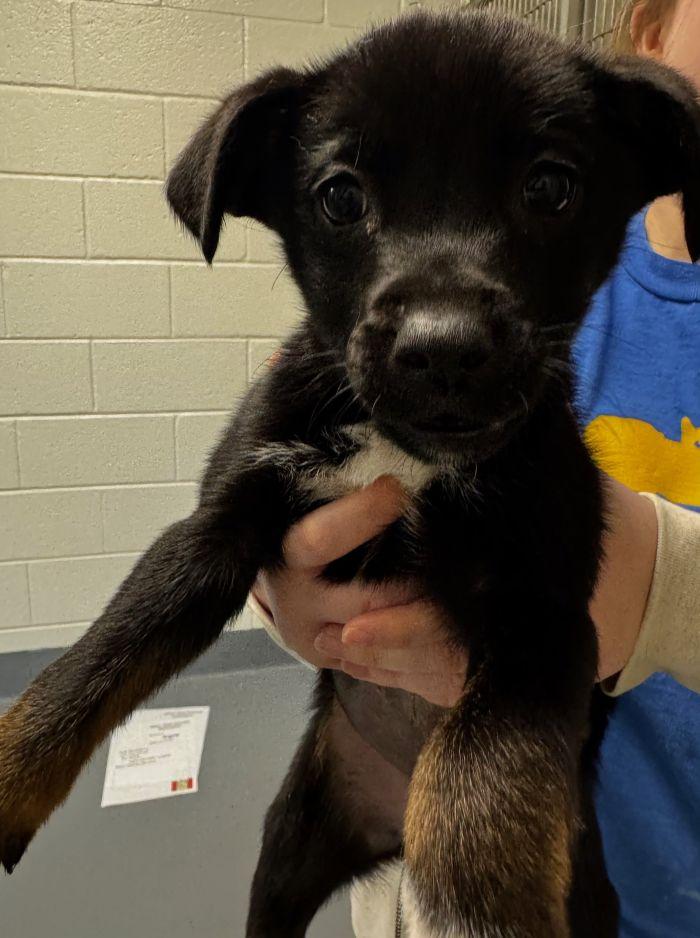 Pam, adopted, Puppy Female Australian Cattle Dog / Blue Heeler.