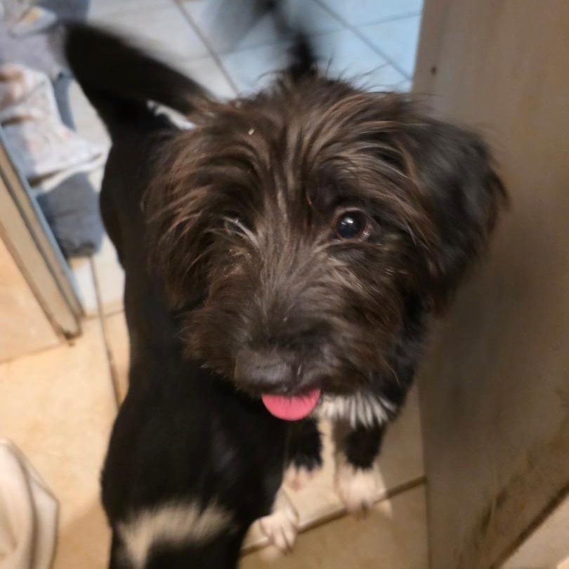 Cricket, an adopted mixed breed in Albion, NY image 2/4