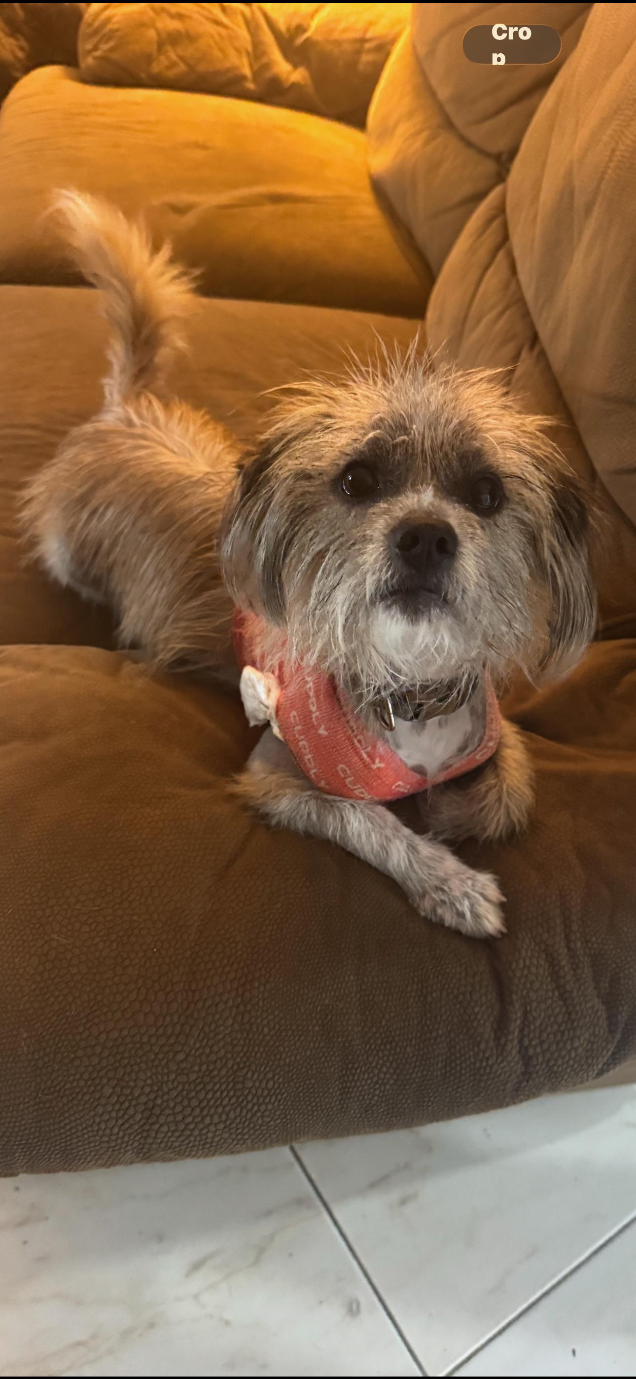 Scout/Rukus, a Adoptable mixed breed in Fort Lauderdale, FL image 1/2