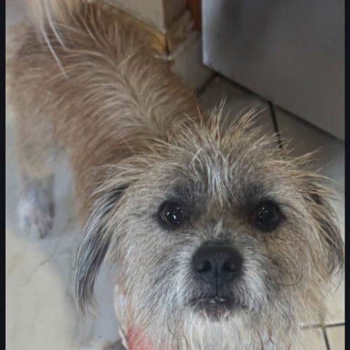 Scout/Rukus, Adoptable, Young Male Mixed Breed.