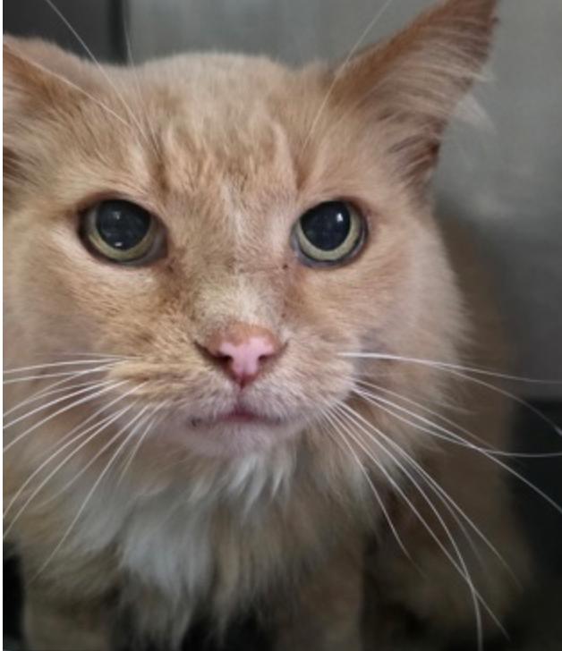 Edgar, ADOPTABLE, Senior Male Domestic Short Hair.