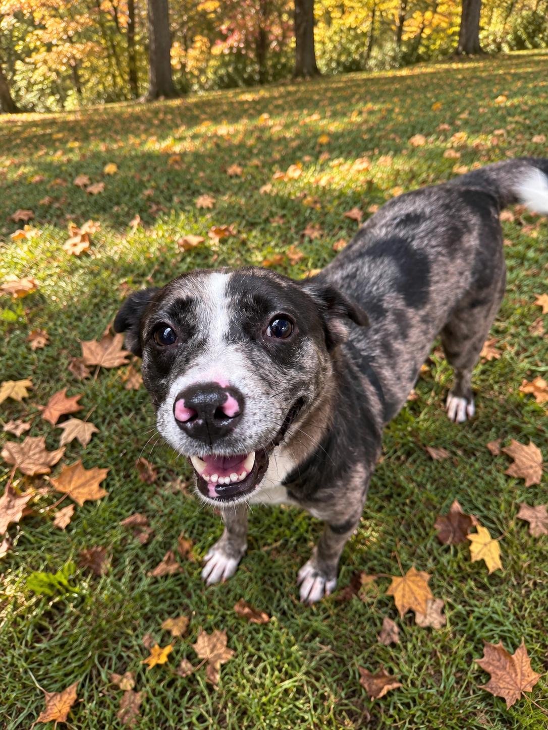 Delta 8620, Adoptable, Adult Female Catahoula Leopard Dog.