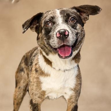 Enlarge Delta 8620, a Adoptable mixed breed in Boca Raton, FL image 2/2