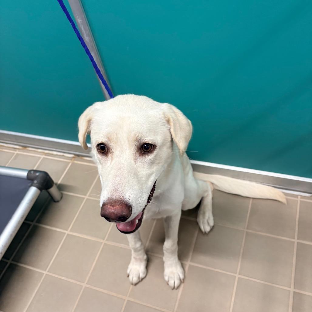 Enlarge Captain, a Adoptable Labrador Retriever in Bryan, TX image 1/1