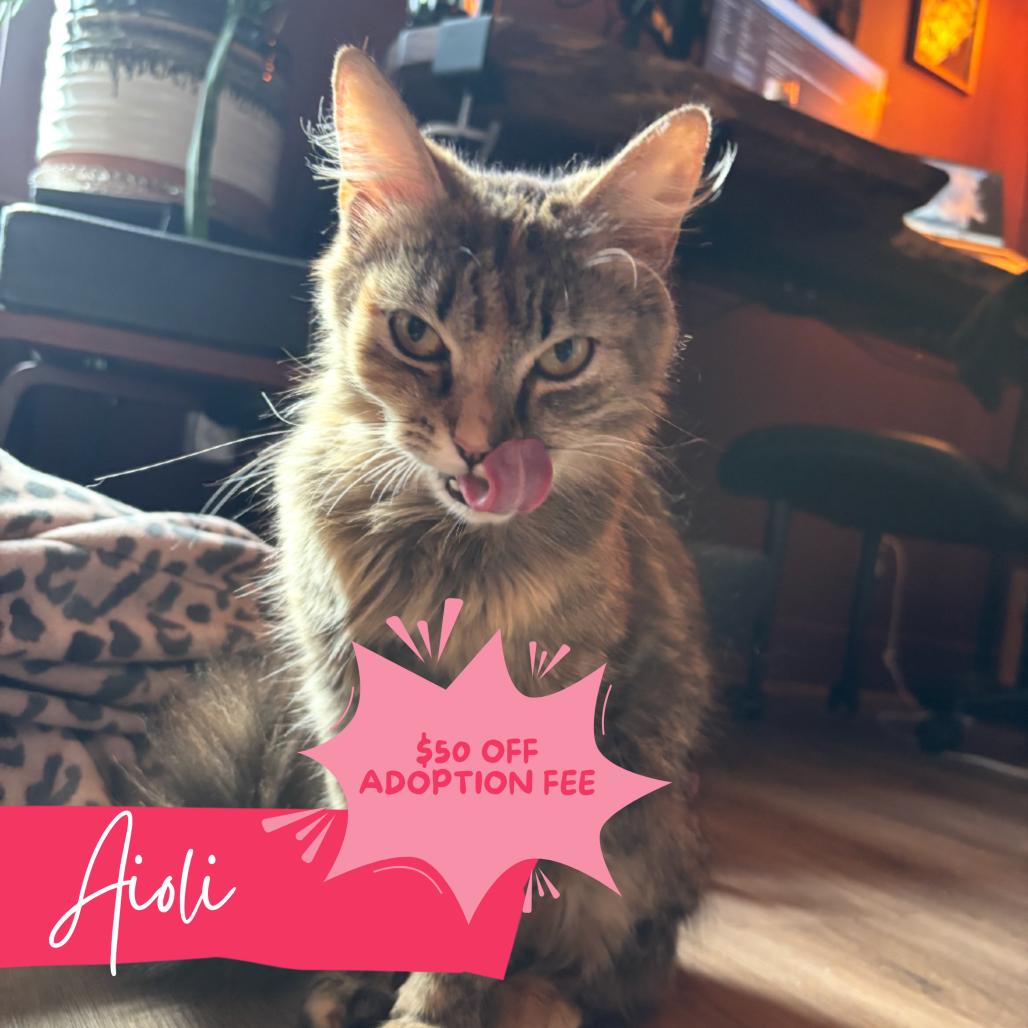 Aioli, a Adoptable Domestic Long Hair in Atlanta, GA image 1/4