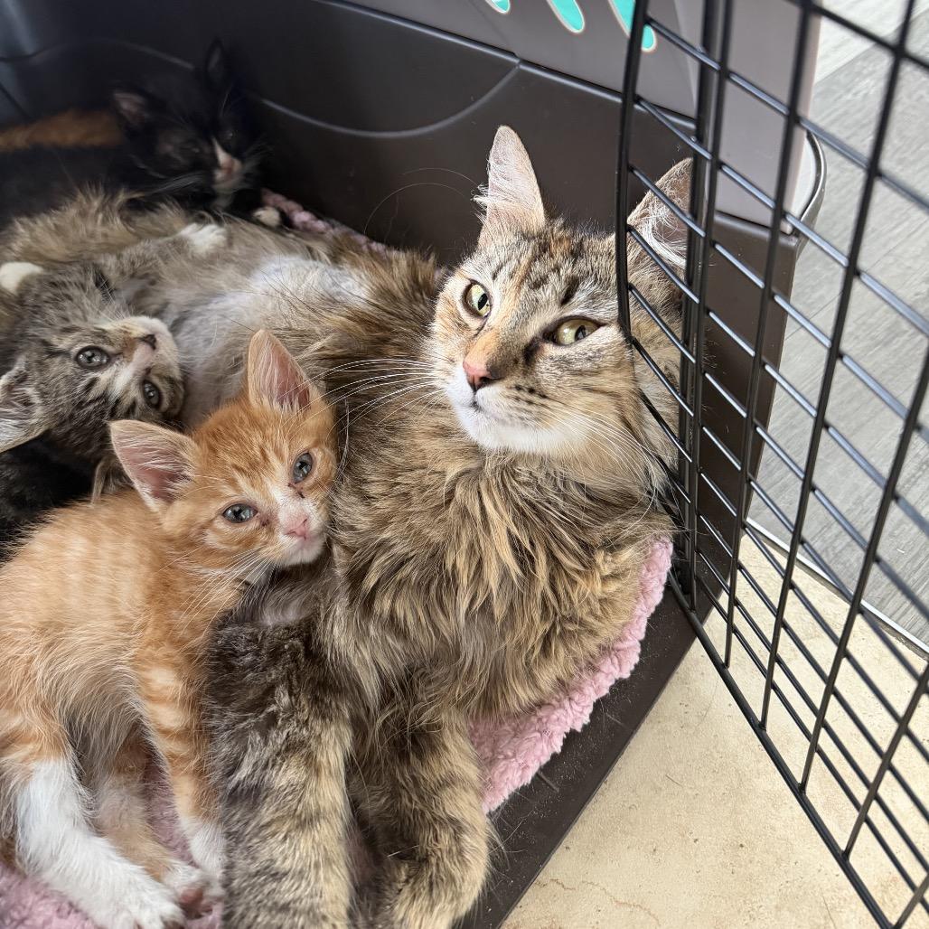 Aioli, a Adoptable Domestic Long Hair in Atlanta, GA image 3/4