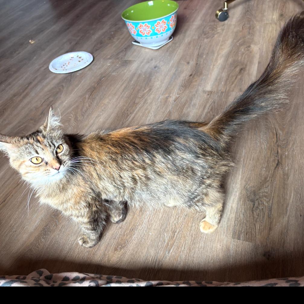 Aioli, a Adoptable Domestic Long Hair in Atlanta, GA image 4/4