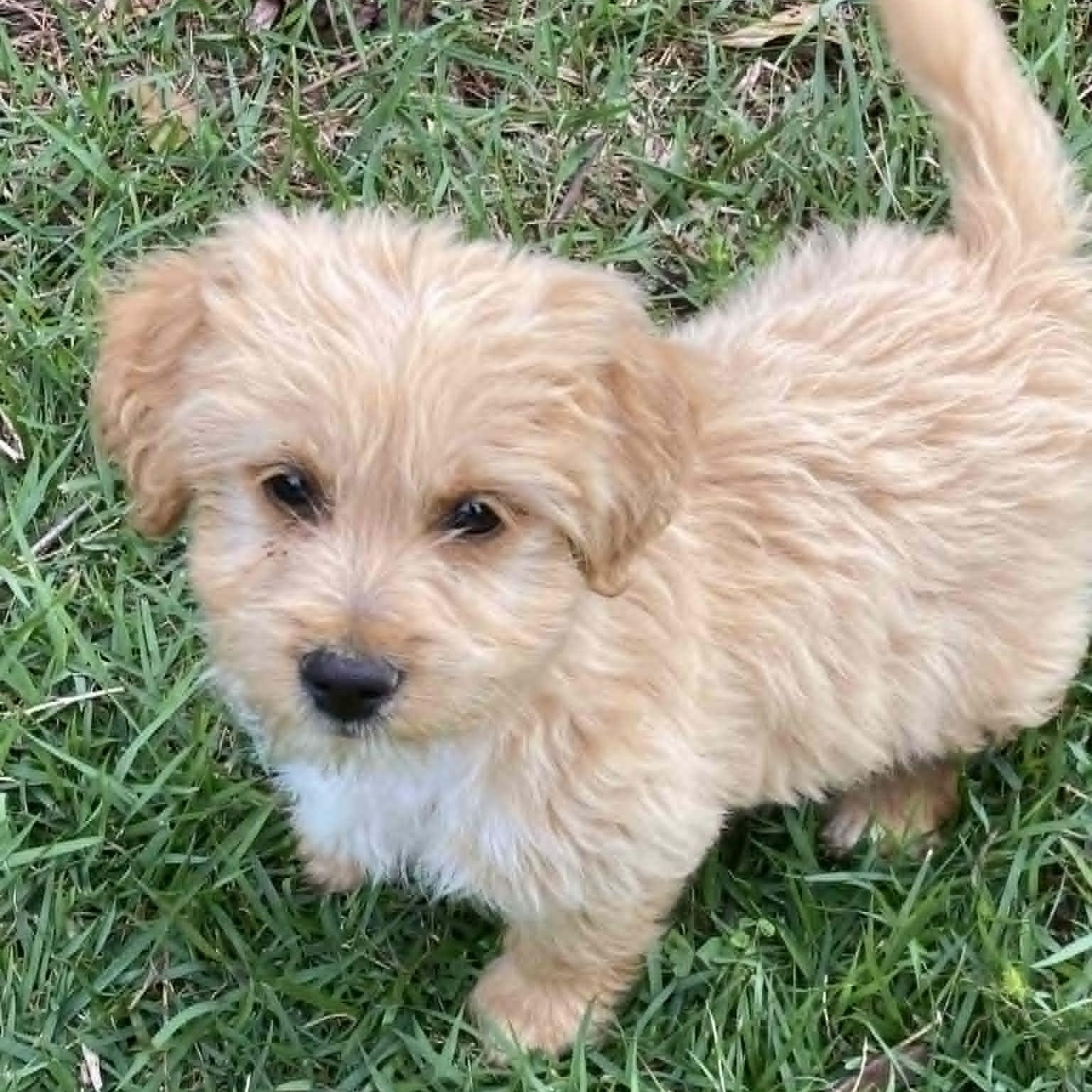 Enlarge Frere Jacques, a Adoptable mixed breed in Tylertown, MS image 1/1