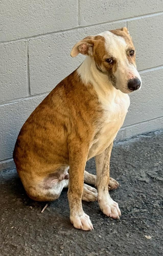 Beetle Bug, a Adoptable mixed breed in Anderson, CA image 1/6