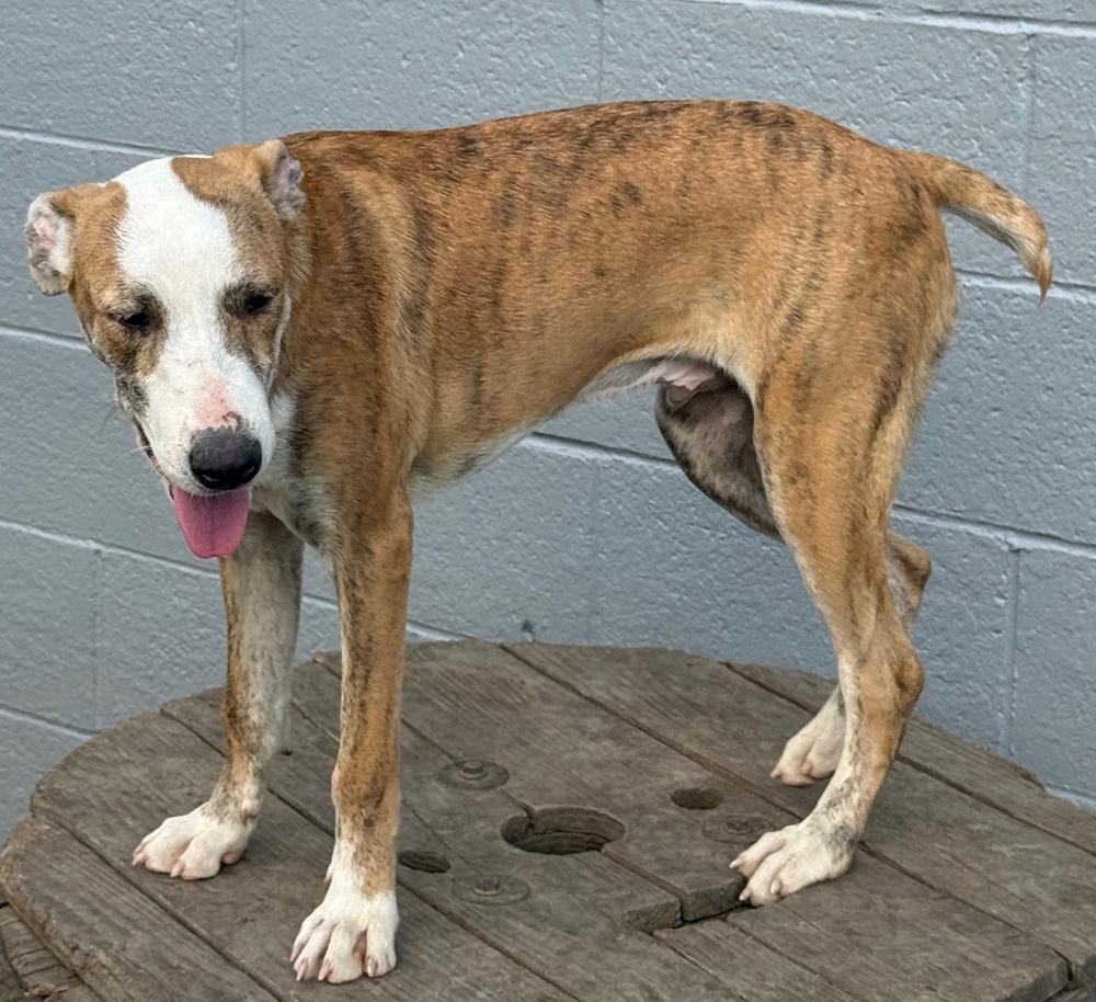 Beetle Bug, a Adoptable mixed breed in Anderson, CA image 2/6