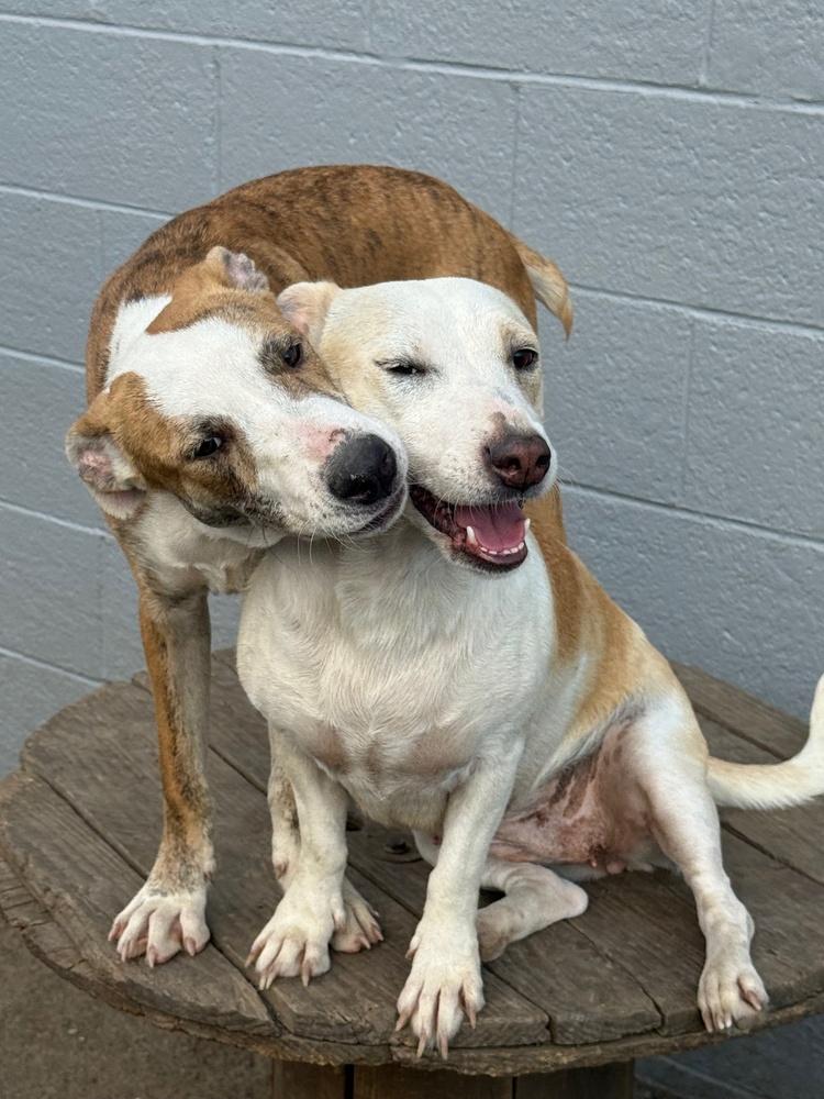 Beetle Bug, a Adoptable mixed breed in Anderson, CA image 3/6