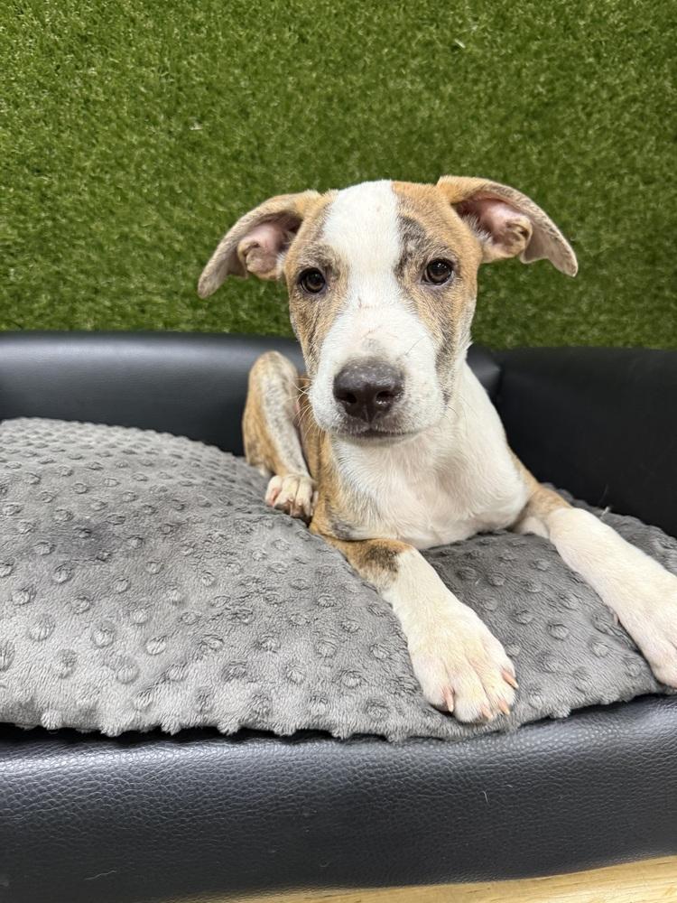 Beetle Bug, a Adoptable mixed breed in Anderson, CA image 5/6