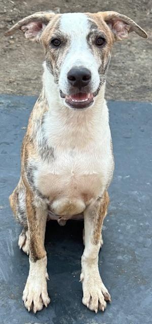 Beetle Bug, a Adoptable mixed breed in Anderson, CA image 6/6