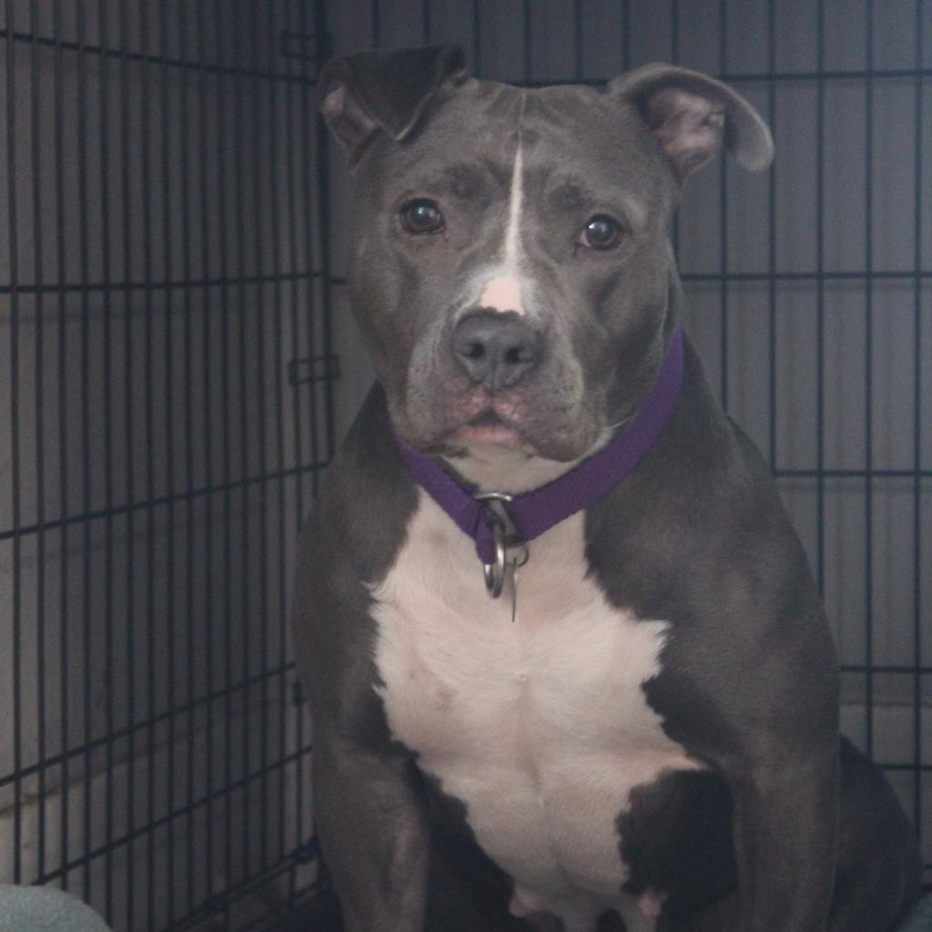 Cheerilee, Adoptable, Adult Female Pit Bull Terrier.