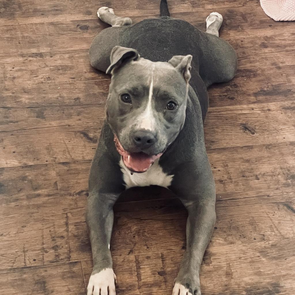 Enlarge Cheerilee, a Adoptable Pit Bull Terrier in Los Angeles, CA image 2/5