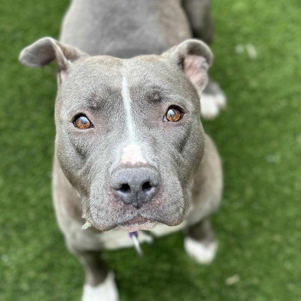 Enlarge Cheerilee, a Adoptable Pit Bull Terrier in Los Angeles, CA image 3/5