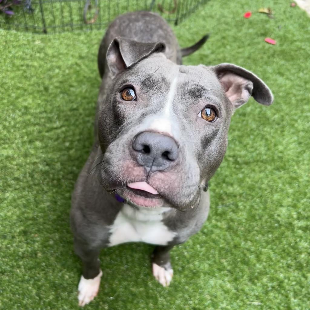 Enlarge Cheerilee, a Adoptable Pit Bull Terrier in Los Angeles, CA image 4/5