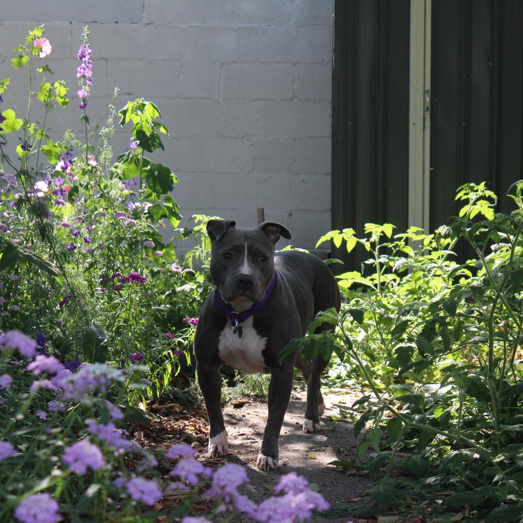 Enlarge Cheerilee, a Adoptable Pit Bull Terrier in Los Angeles, CA image 5/5