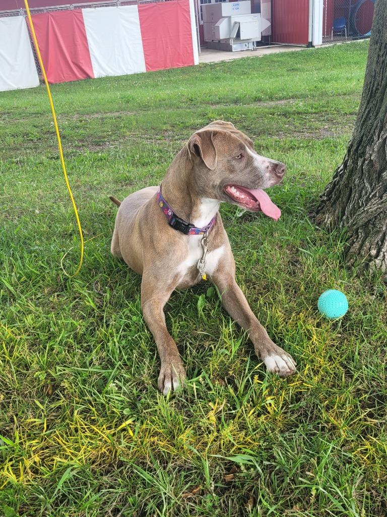 Enlarge Melody (Grace), a Adoptable mixed breed in Angola, IN image 1/6