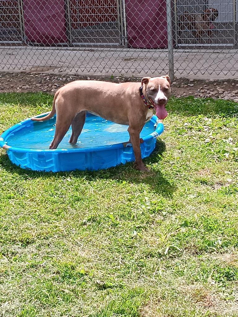 Enlarge Melody (Grace), a Adoptable mixed breed in Angola, IN image 2/6