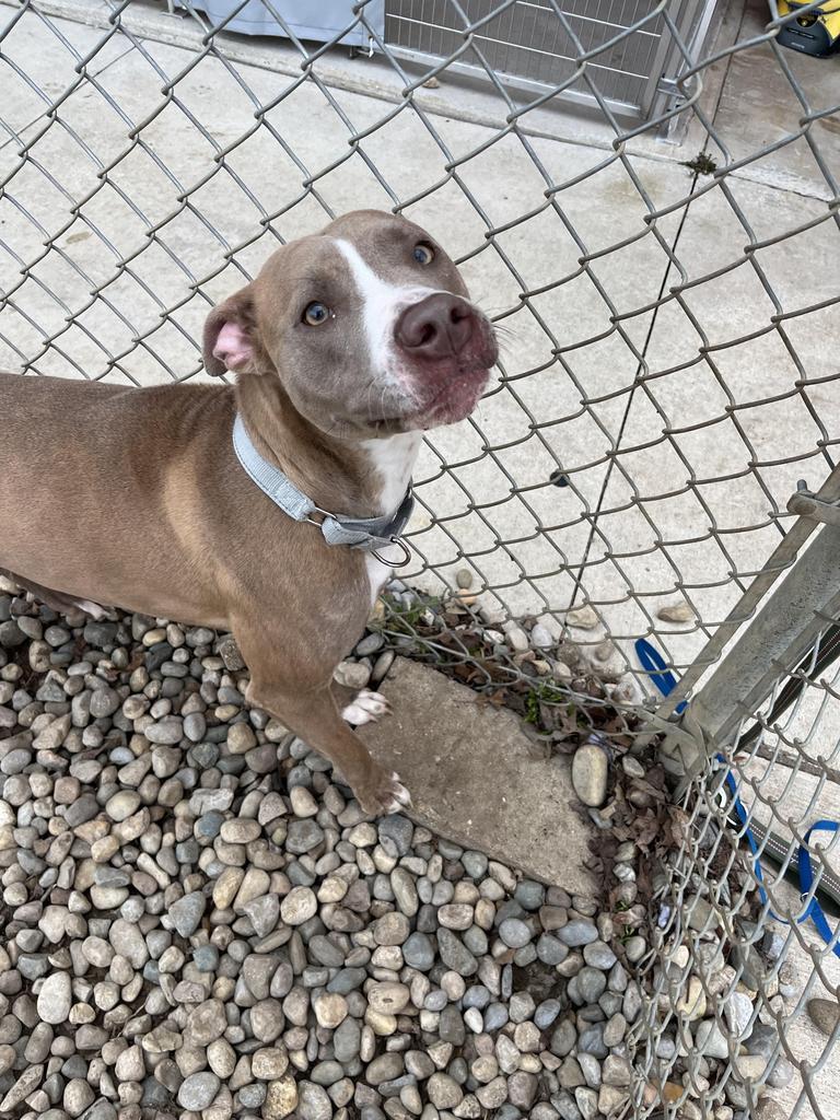 Enlarge Melody (Grace), a Adoptable mixed breed in Angola, IN image 3/6