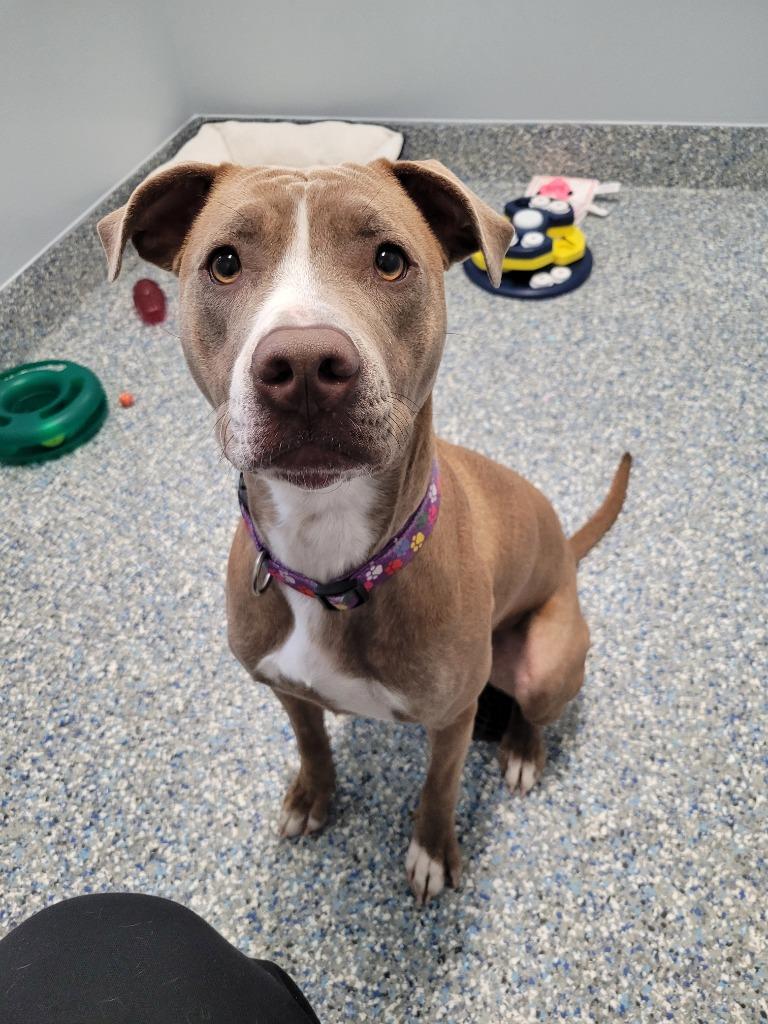 Enlarge Melody (Grace), a Adoptable mixed breed in Angola, IN image 4/6