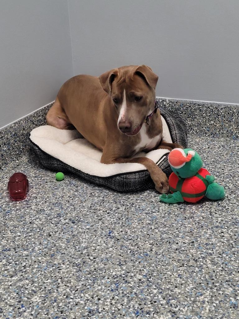 Enlarge Melody (Grace), a Adoptable mixed breed in Angola, IN image 5/6