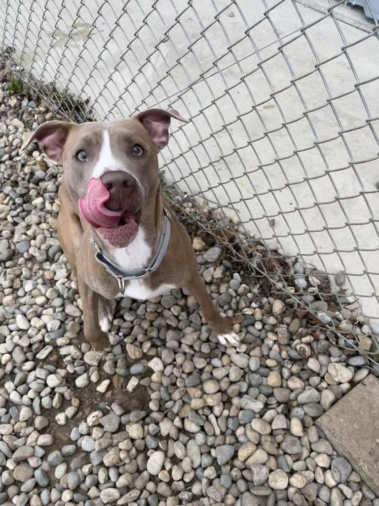 Enlarge Melody (Grace), a Adoptable mixed breed in Angola, IN image 6/6