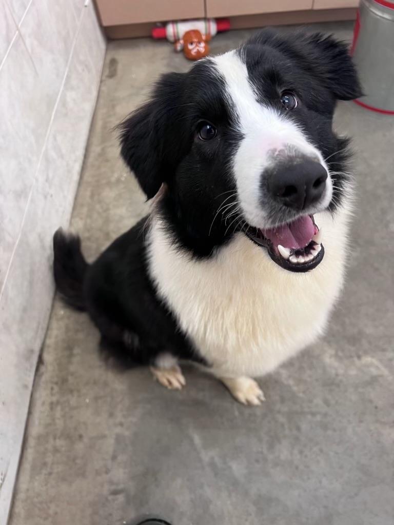 Four, adopted, Adult Male Border Collie.