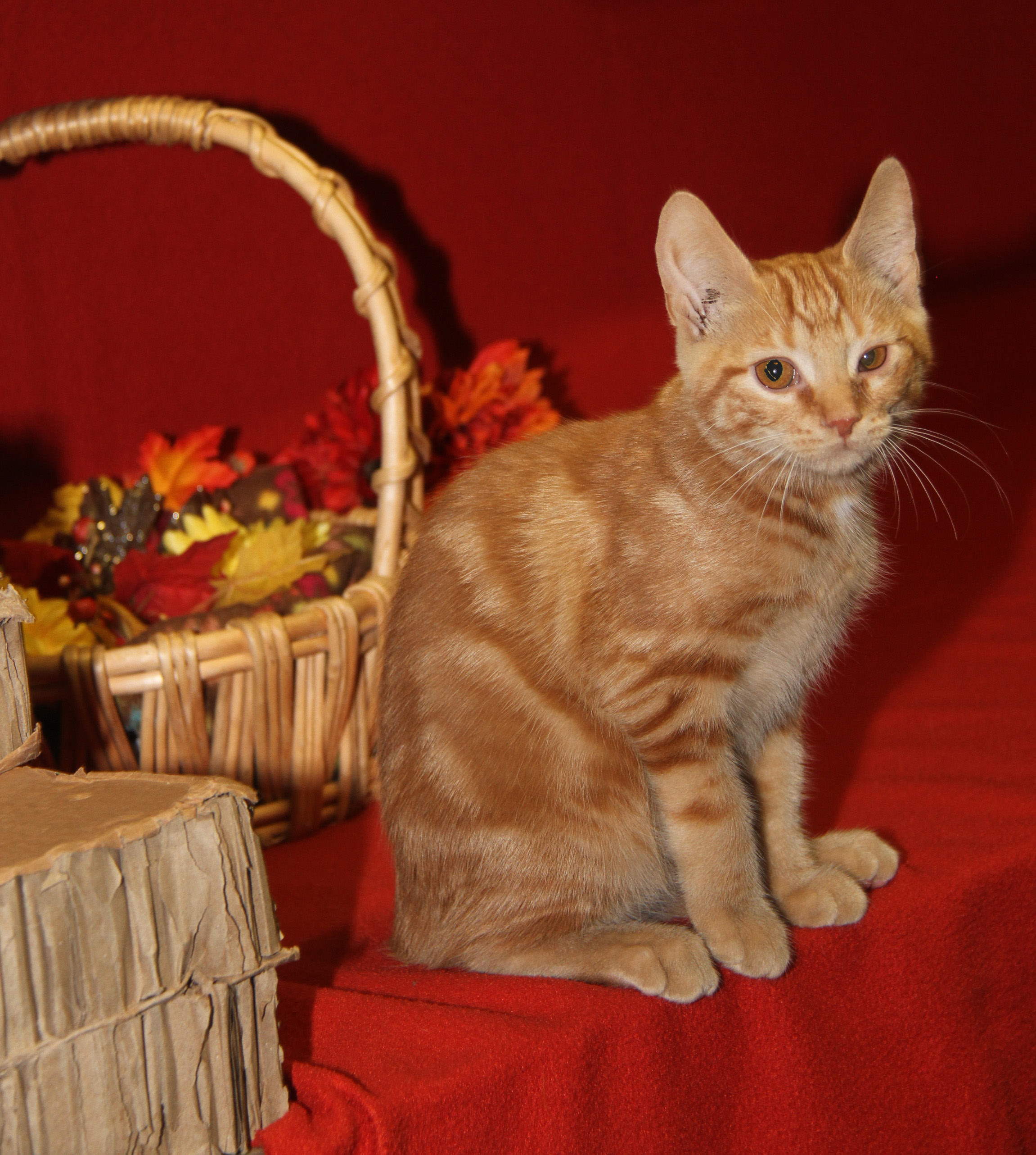 Vessel (Priscilla's Kitten) (Neutered) (In Foster Care) (Photos 8/16/2024)