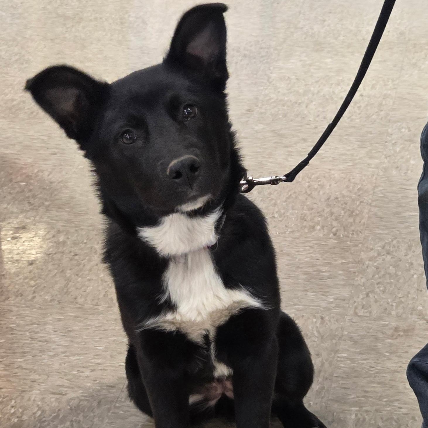 Enlarge Olivia , a ADOPTABLE mixed breed in Brentwood, TN image 4/4