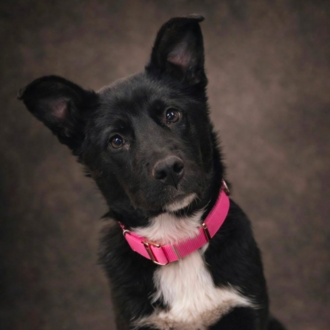 Olivia , ADOPTABLE, Puppy Female Border Collie.