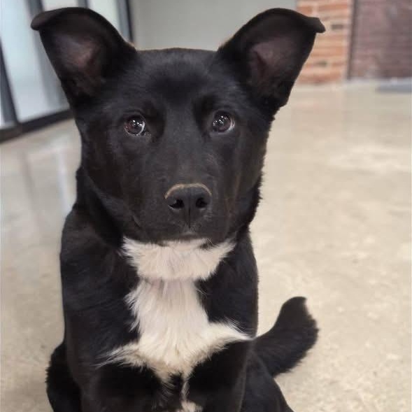 Enlarge Olivia , a ADOPTABLE mixed breed in Brentwood, TN image 3/4