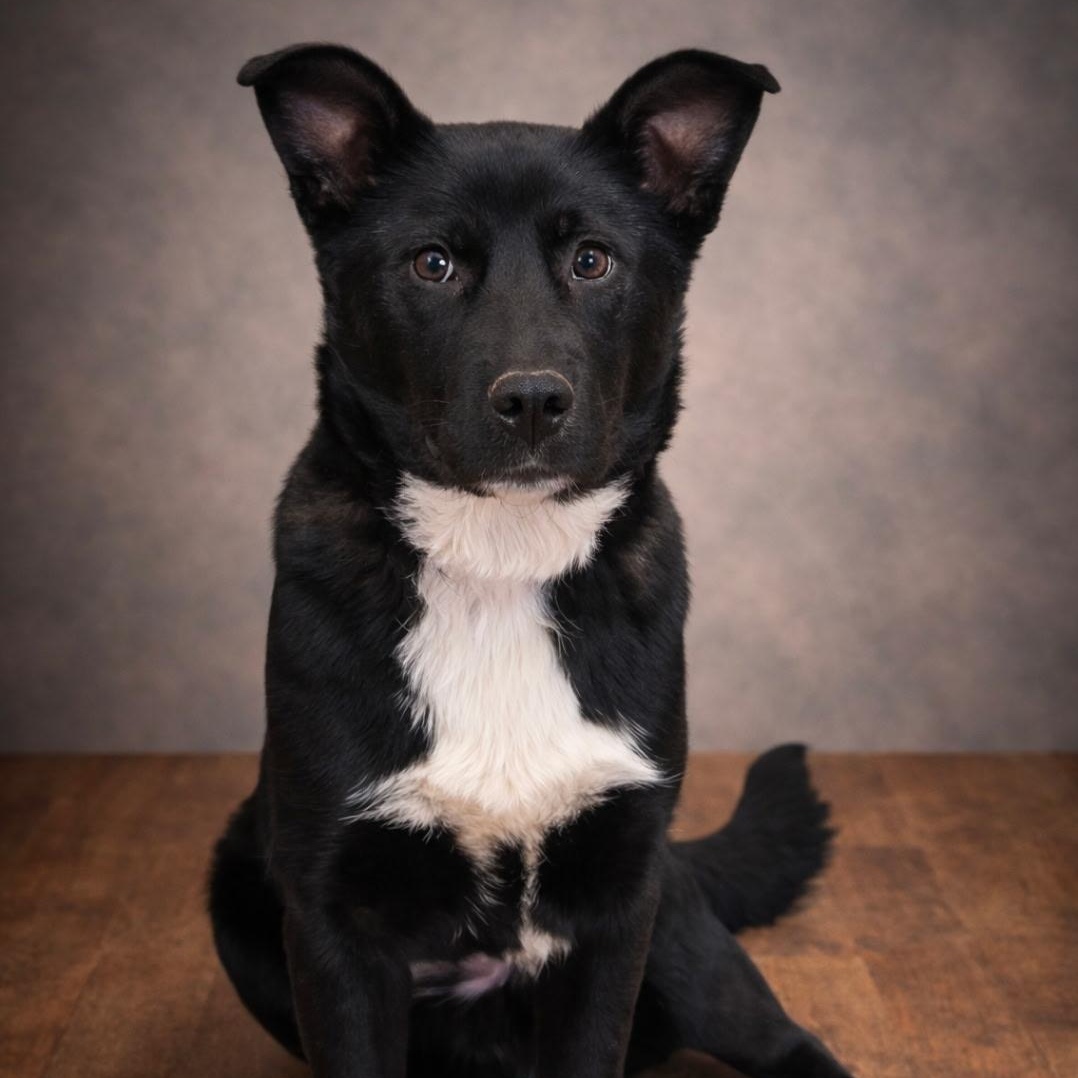 Enlarge Olivia , a ADOPTABLE mixed breed in Brentwood, TN image 2/4