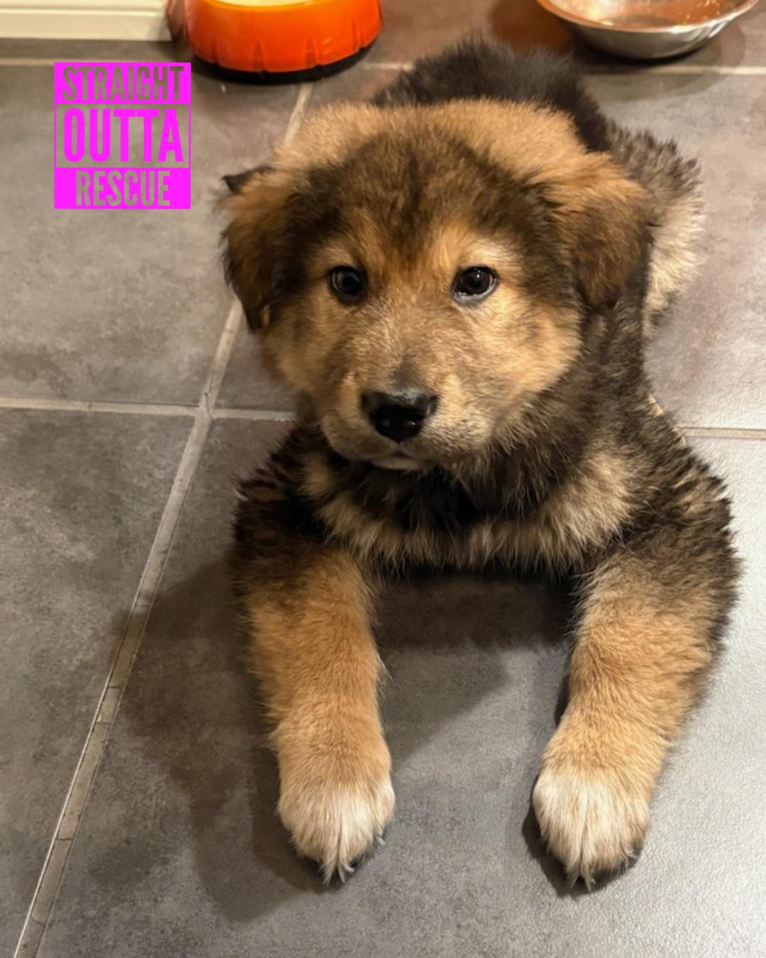 Kodaq, adopted, Puppy Male Shepherd & Collie.
