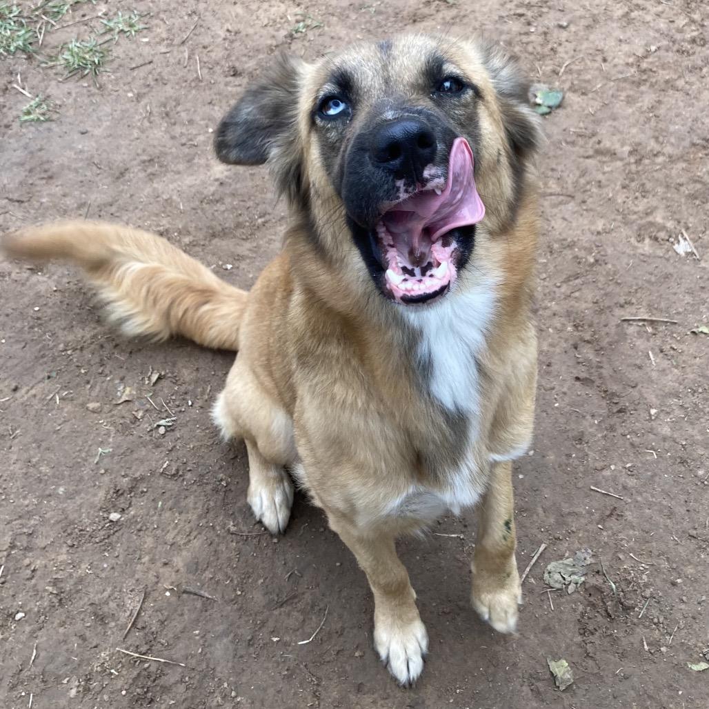 Enlarge Nesmae, a Adoptable mixed breed in Sand Springs, OK image 1/6